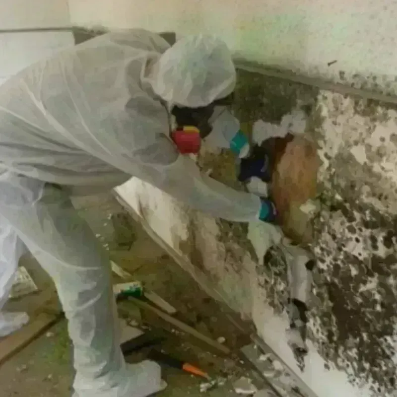 Mold Remediation and Removal in Clymer, PA